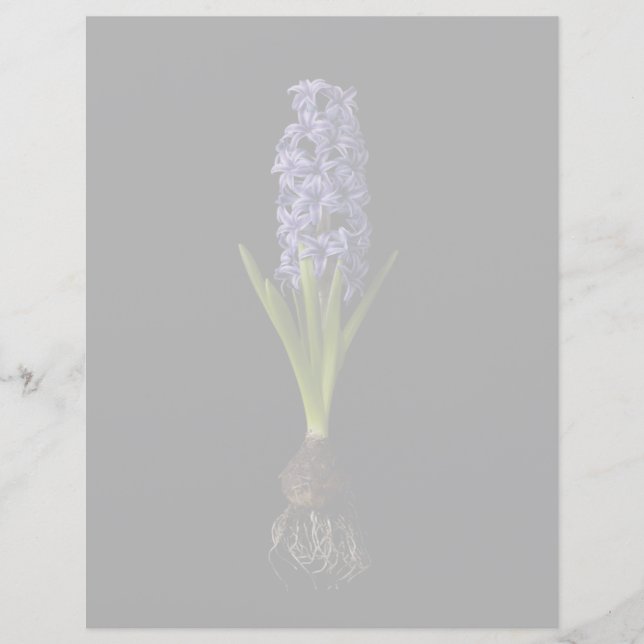 Flowers | Purple Hyacinth Bulb (Front)