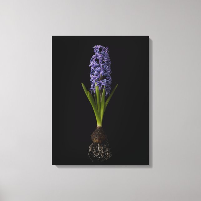 Flowers | Purple Hyacinth Bulb Canvas Print (Front)