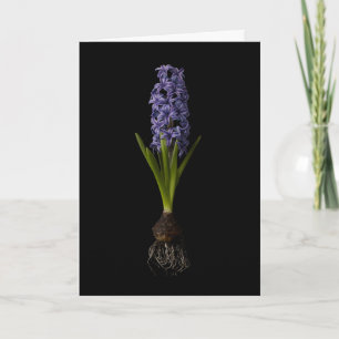 Flowers   Purple Hyacinth Bulb Card