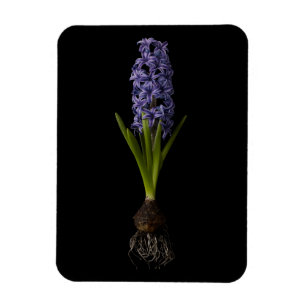 Flowers   Purple Hyacinth Bulb Magnet