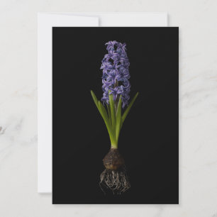 Flowers   Purple Hyacinth Bulb Thank You Card