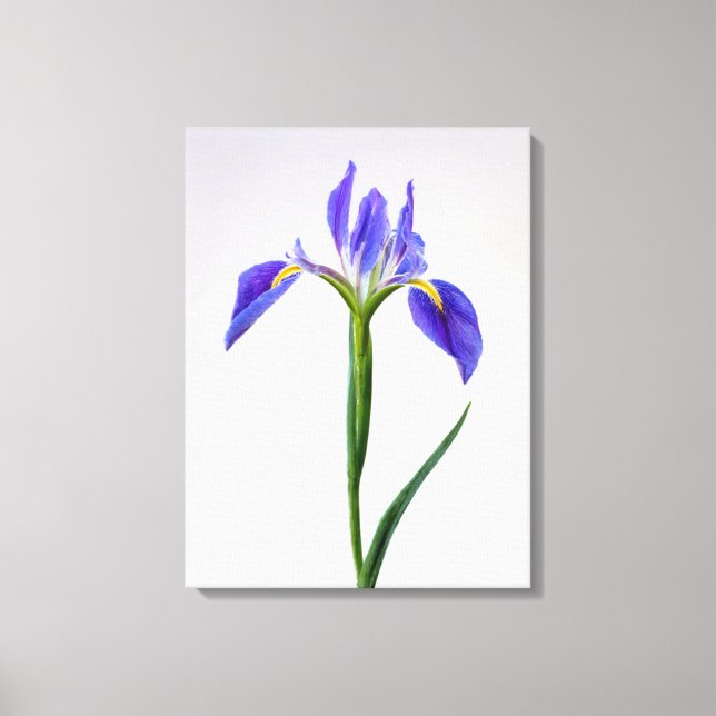 Flowers | Purple Iris Flower Canvas Print (Front)
