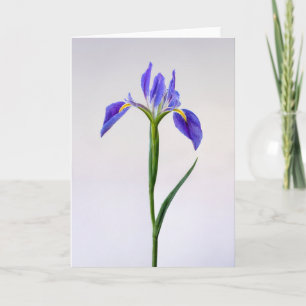 Flowers Purple Iris Flower Card