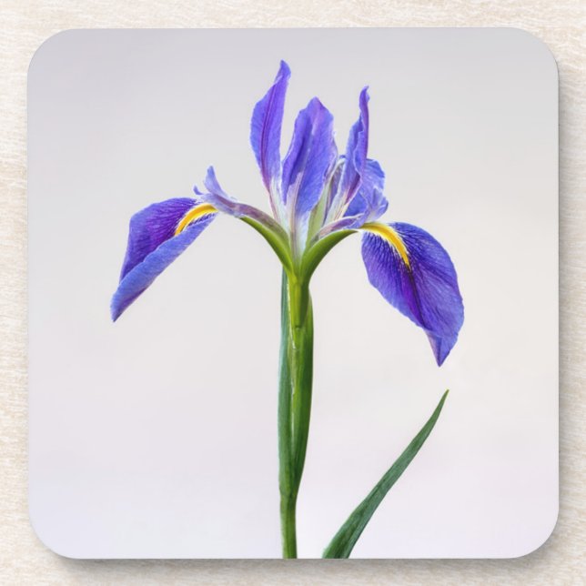 Flowers | Purple Iris Flower Coaster (Front)