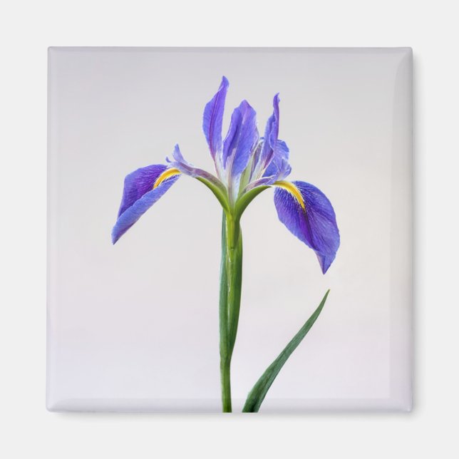 Flowers | Purple Iris Flower Magnet (Front)