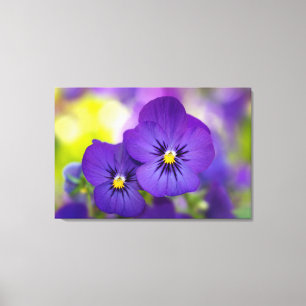 Flowers   Purple Pansies Canvas Print