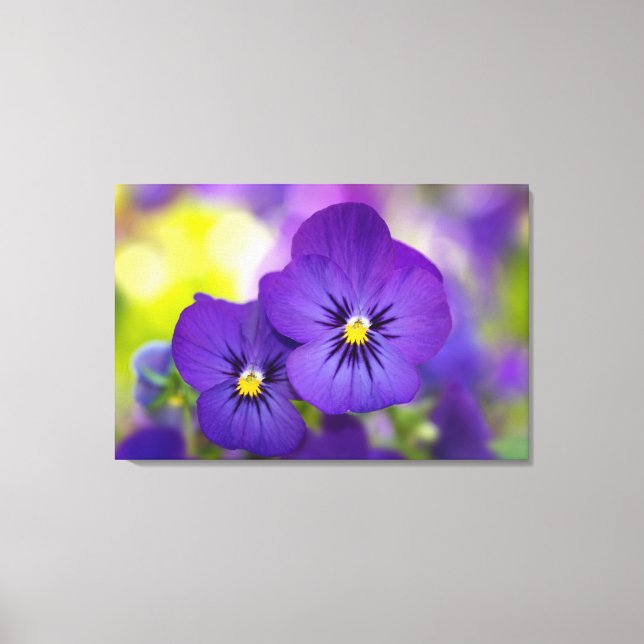 Flowers | Purple Pansies Canvas Print (Front)