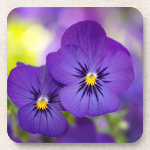 Flowers Purple Pansies Coaster