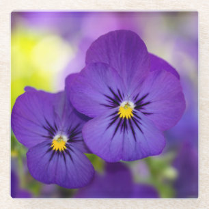 Flowers Purple Pansies Glass Coaster