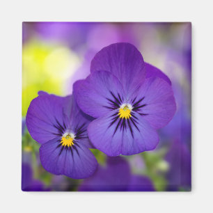 Flowers Purple Pansies Magnet