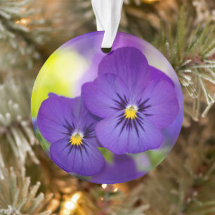 Flowers   Purple Pansies Ornament