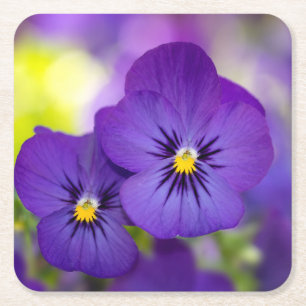 Flowers Purple Pansies Square Paper Coaster
