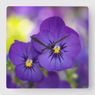 Flowers Purple Pansies Square Wall Clock