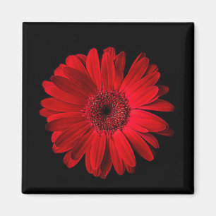 Flowers Red Gerbera Daisy Magnet