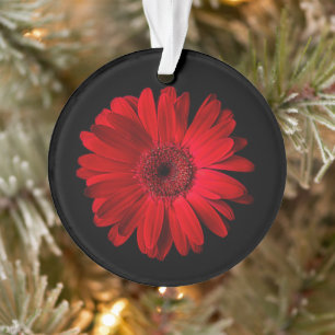 Flowers   Red Gerbera Daisy Ornament