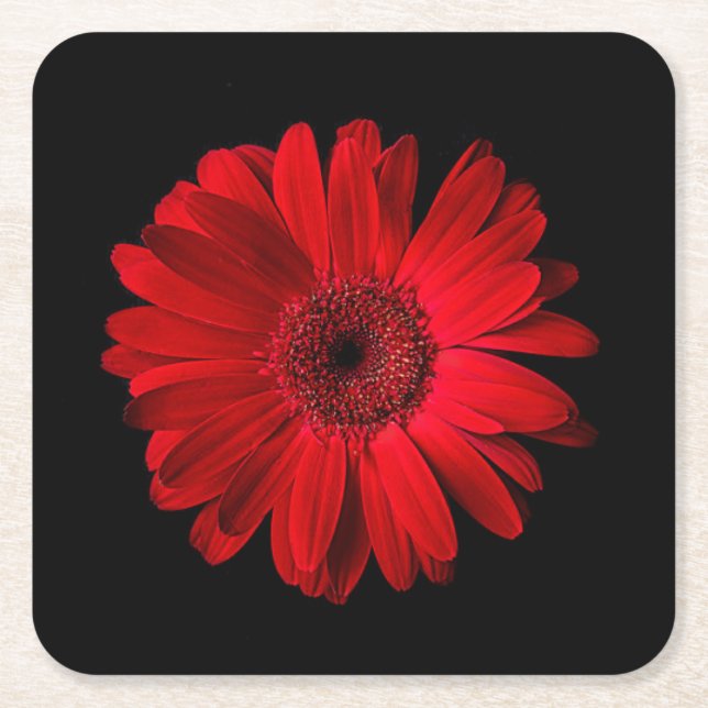 Flowers | Red Gerbera Daisy Square Paper Coaster (Front)