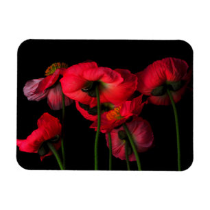 Flowers Red Poppies Magnet