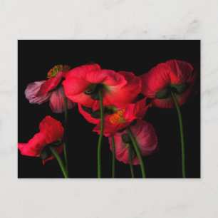 Flowers Red Poppies Postcard