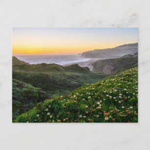 Flowers   Santa Cruz California Postcard