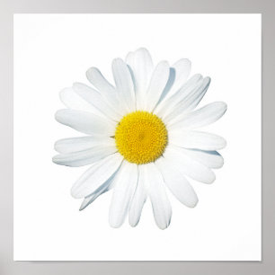 Flowers Single Daisy Poster