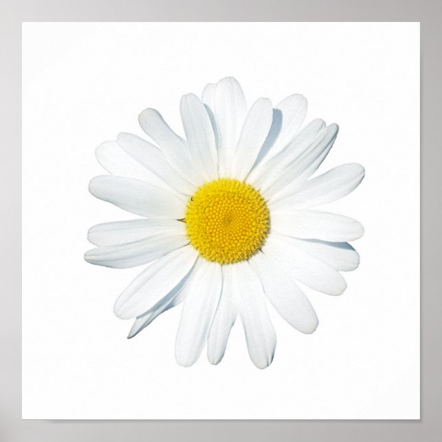 Flowers | Single Daisy Poster (Front)