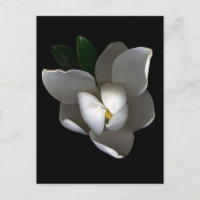 Flowers | Single White Magnolia Blossom