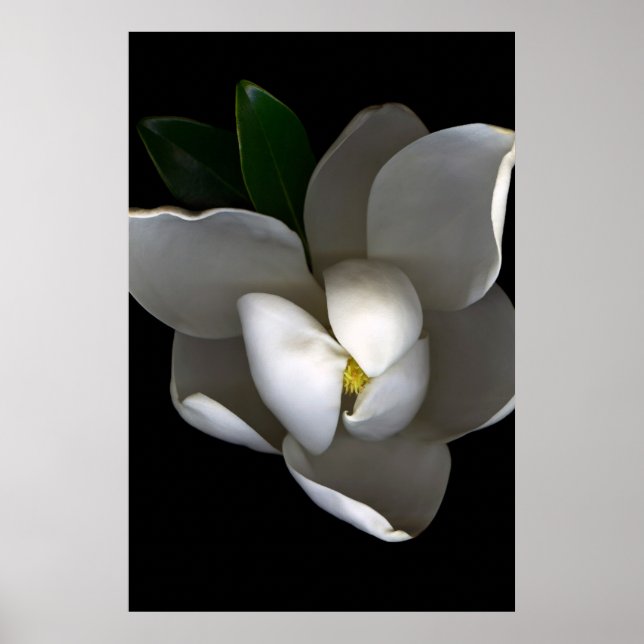 Flowers | Single White Magnolia Blossom Poster (Front)