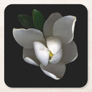 Flowers Single White Magnolia Blossom Square Paper Coaster