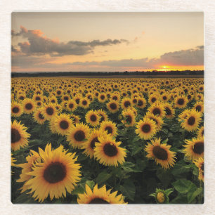Flowers   Sunflower Field Glass Coaster