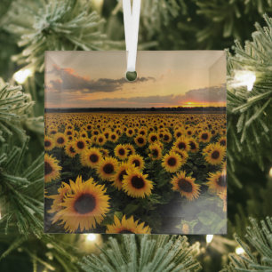 Flowers Sunflower Field Glass Tree Decoration