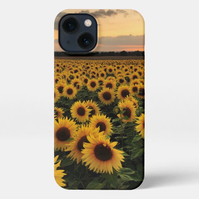 Flowers | Sunflower Field iPhone Case (Back)