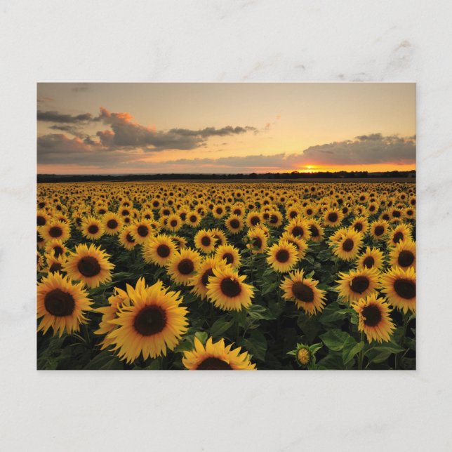 Flowers | Sunflower Field Postcard (Front)