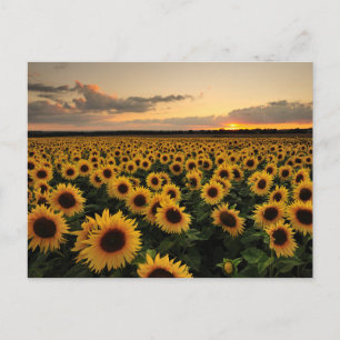 Flowers   Sunflower Field Postcard