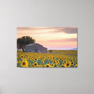 Flowers Sunflower Field Provence, France Canvas Print