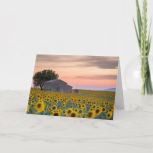 Flowers Sunflower Field Provence, France Card