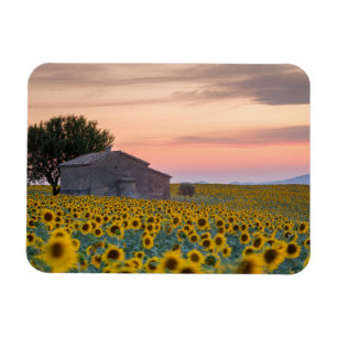 Flowers   Sunflower Field Provence, France Magnet