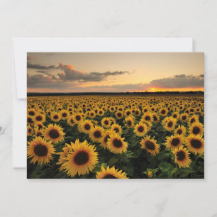 Flowers Sunflower Field Thank You Card