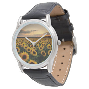 Flowers   Sunflower Field Watch