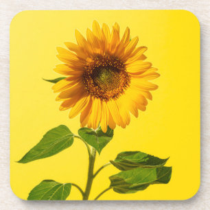 Flowers   Sunflower on Yellow Coaster