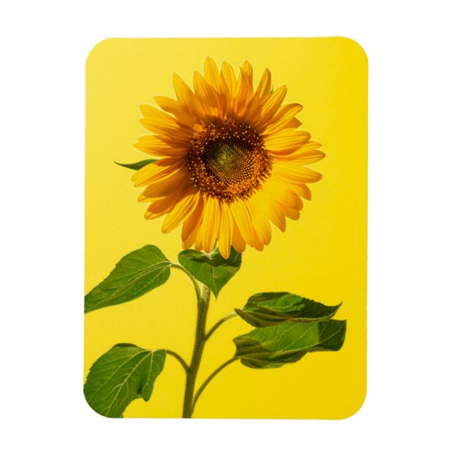 Flowers | Sunflower on Yellow Magnet (Vertical)