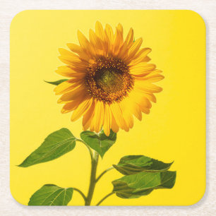 Flowers   Sunflower on Yellow Square Paper Coaster