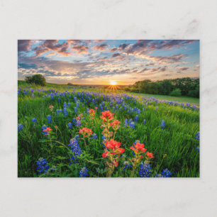 Flowers Texas Bluebonnets & Indian Paintbrush Postcard
