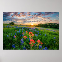 Flowers | Texas Bluebonnets & Indian Paintbrush