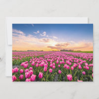 Flowers | Tulips South Holland, Netherlands