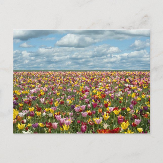 Flowers | Tulips Willamette Valley Oregon Postcard (Front)