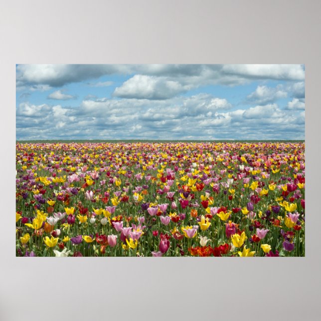 Flowers | Tulips Willamette Valley Oregon Poster (Front)