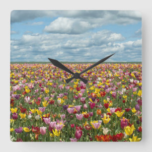 Flowers   Tulips Willamette Valley Oregon Square Wall Clock