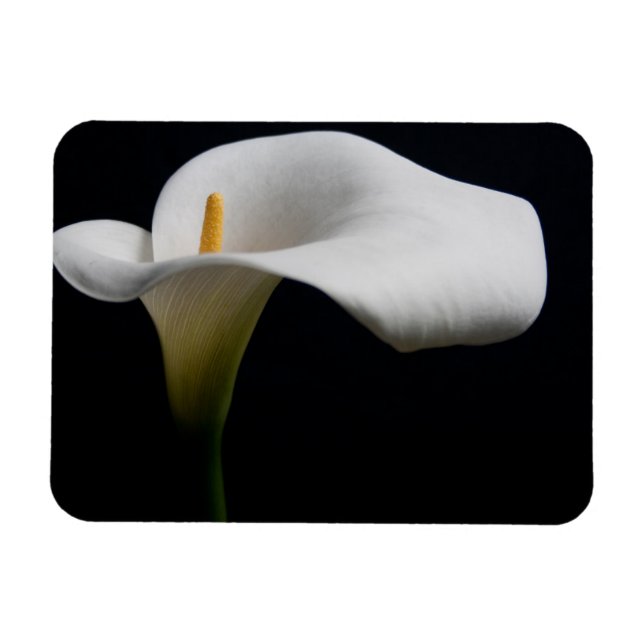 Flowers | White Calla Lily Magnet (Horizontal)