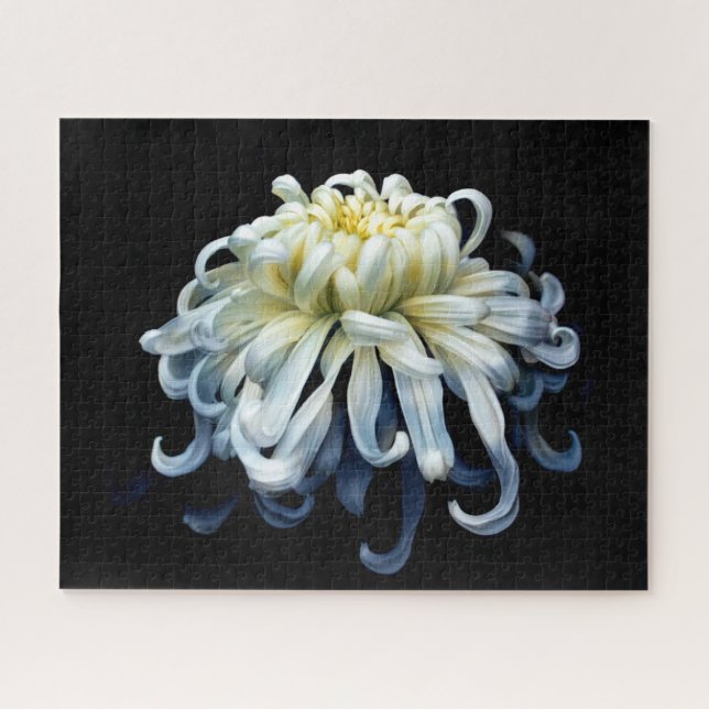 Flowers | White Chrysanthemum Jigsaw Puzzle (Horizontal)