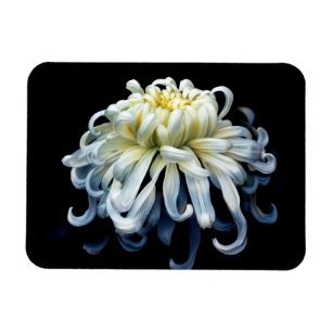 Flowers White Chrysanthemum Magnet